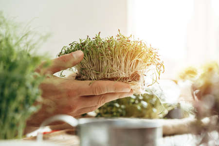 Male hands holding microgreen leaves above white wooden table