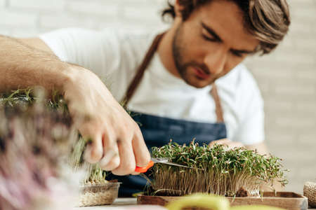 Attractive bearded man farmer taking care of sprouts of microgreensの写真素材