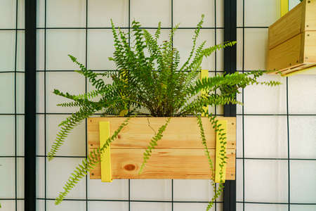 House plant against white wall close upの写真素材