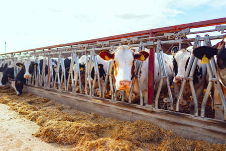 Large cowshed with milky cows on the farmの写真素材