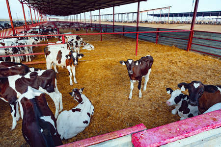 Modern outdoor cowshed with herd of milky cows