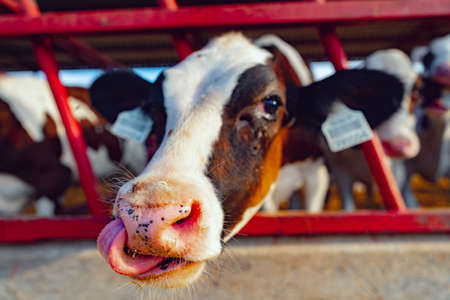Close up photo of a cow peepng out of a cowshed fenceの写真素材