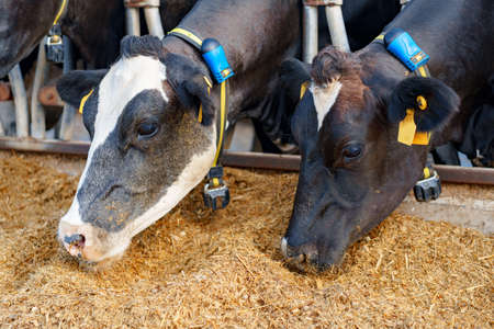 Milking cows eating hay in an outdoor cowshedの写真素材