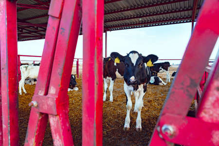 Modern outdoor cowshed with herd of milky cows