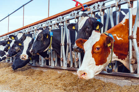 Milking cows eating hay in an outdoor cowshed