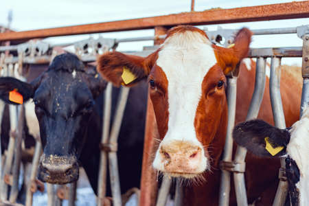 Close up photo of a cow peepng out of a cowshed fence
