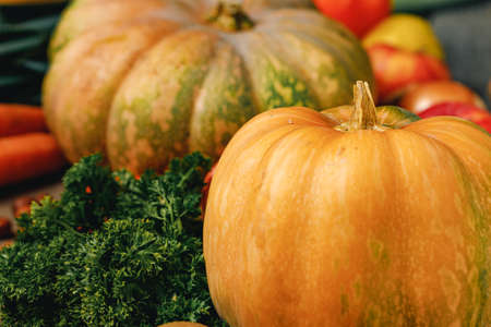Close up of big pumpkin with tail