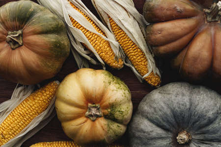 Toned autumn background of pumpkins and cornの写真素材