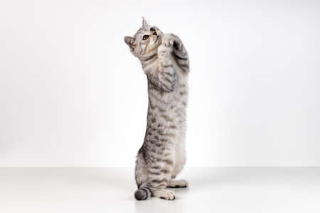 Portrait of Scottish straight kitten on white backgroundの写真素材