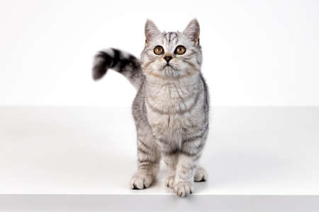 Portrait of Scottish straight kitten on white backgroundの写真素材