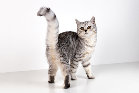 Scottish straight cat tabby on white backgroundの写真素材