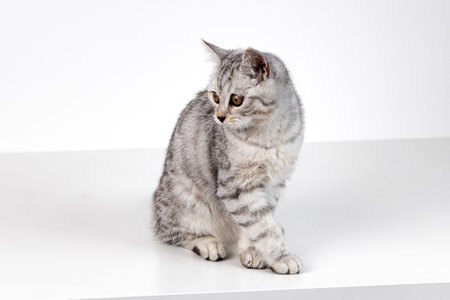 Scottish straight cat tabby on white backgroundの写真素材