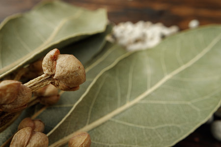 Macro photo of bay leaf spice on tableの写真素材
