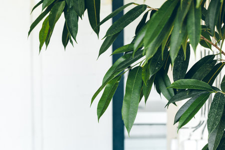 Close up of green indoor plant on white wall, interior decorationの写真素材