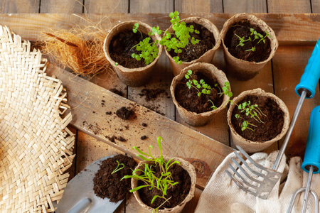 Small green sprouts in pot close upの写真素材