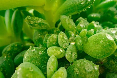 Macro of dew drops on leaves of succulent plant