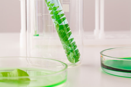 Herbal leaf in Petri dish, laboratory research close up