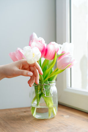Woman hand touching buds of tulips in a vase on windowsillの写真素材