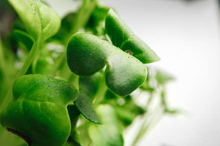 Young sprouts of microgreen plant close upの写真素材