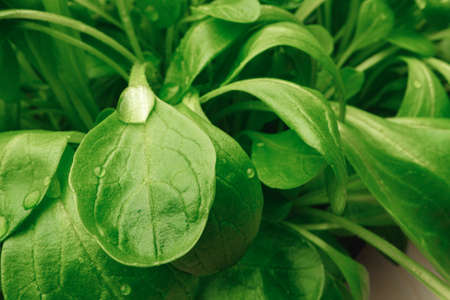 Young sprouts of microgreen plant close upの写真素材