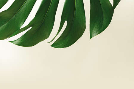 The edge of a green leaf of a plant