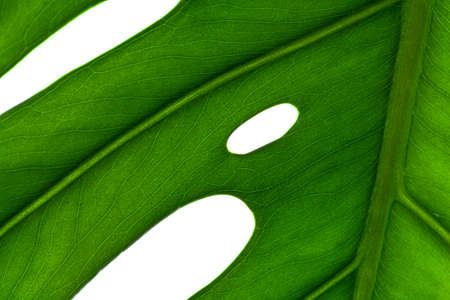 Creative background of a monstera plant leaf