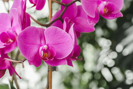 Orchid flower blossoms close up on blurred backgroundの写真素材