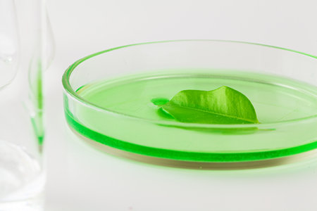 Herbal leaf in Petri dish, laboratory research close up