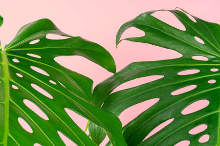 Beautiful monstera leaf on a pink background