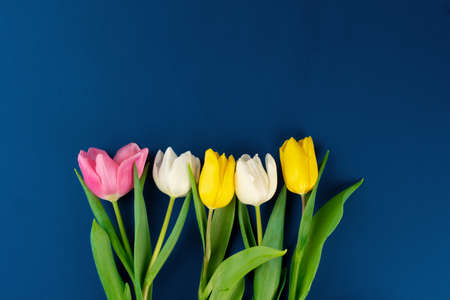 Fresh flower on classic blue background, copy spaceの写真素材