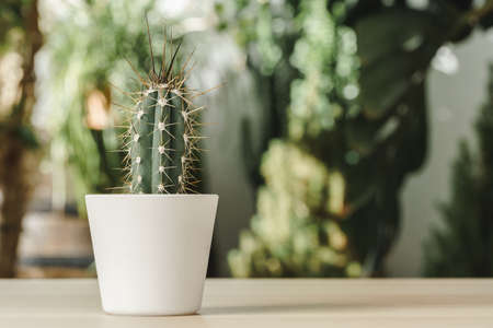 Mini cactus plant potted on blurred garden backgroundの写真素材