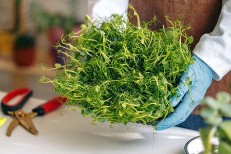 Microgreen sprouts healthy food growing for sale