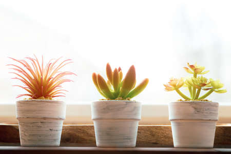 Tiny succulent plant in pot on wooden tableの写真素材
