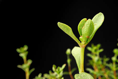 Small young green sprouts of a plant on black backgroundの写真素材