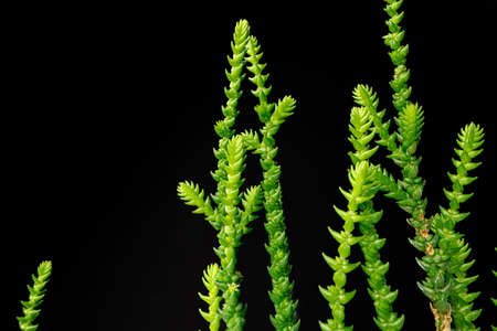 Succulent plant leaves on black background close upの写真素材