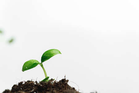 Small sprout of a growing plant in soil close upの写真素材