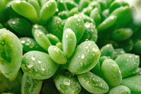 Macro of dew drops on leaves of succulent plantの写真素材