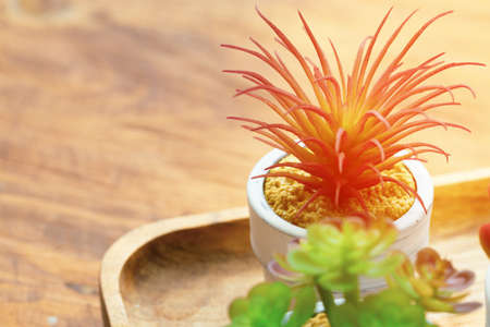 Tiny succulent plant in pot on wooden tableの写真素材