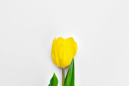 Fresh tulip flowers isolated on white backgroundの写真素材