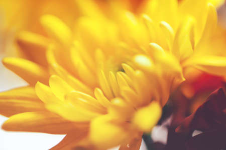 Close up of chrysanthemumsの写真素材