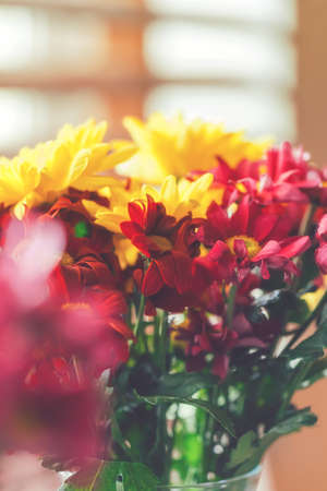 Close up of chrysanthemumsの写真素材