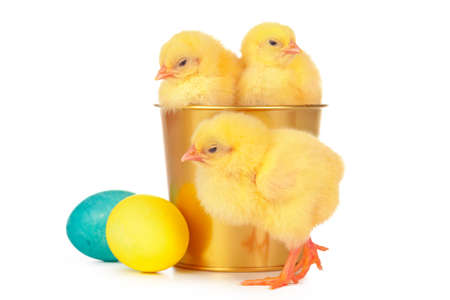 Easter colorful eggs and cute little chicken isolated on white