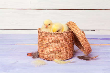beautiful little chicken in nest