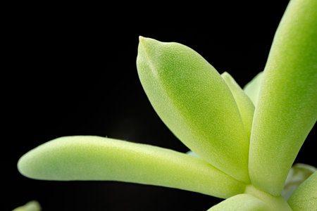 Small plant succulent on black background, macroの写真素材