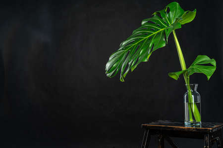 Monstera tropical plant leaf on black backgroundの写真素材