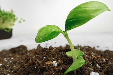 Small sprout of a growing plant in soil close up