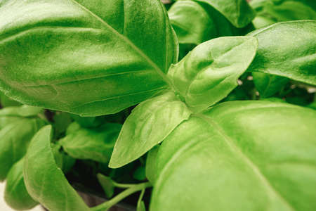 Macro photo of micro green sprouts leavesの写真素材