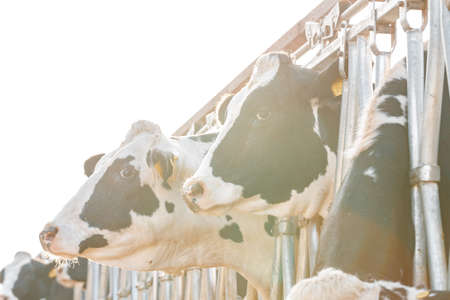 Black and white spotty cows on a farm