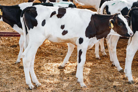 Young bull calf in a stall on a farm