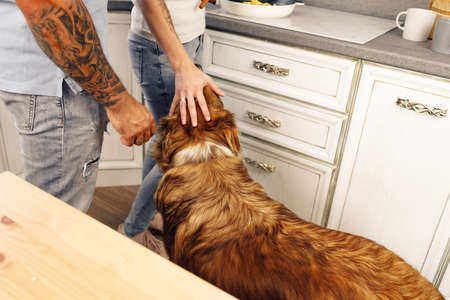 Loving couple cooking food in kitchen with their Border Collie dogの写真素材
